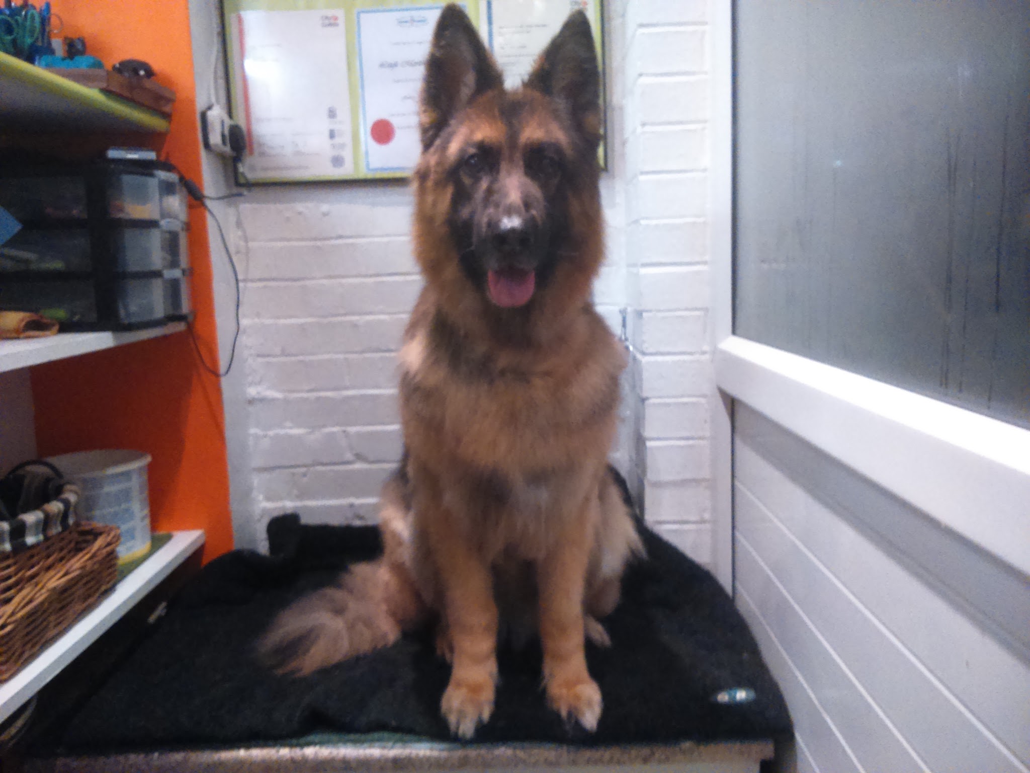 A German Shepherd sitting calmly on the black mat in the salon