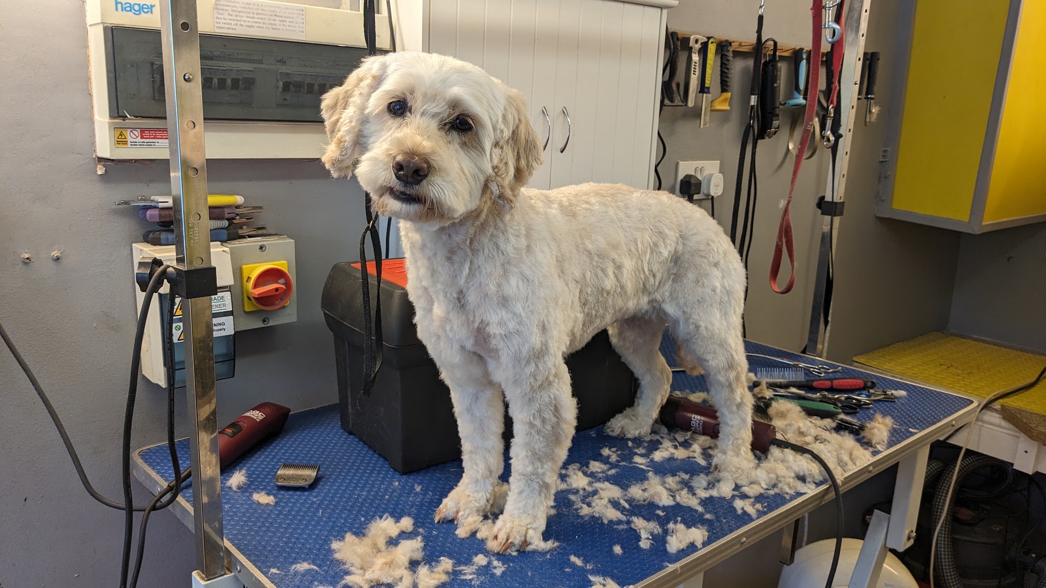 A cream dog standing on the blue grooming table, clippings around its paws, tools on the wall behind