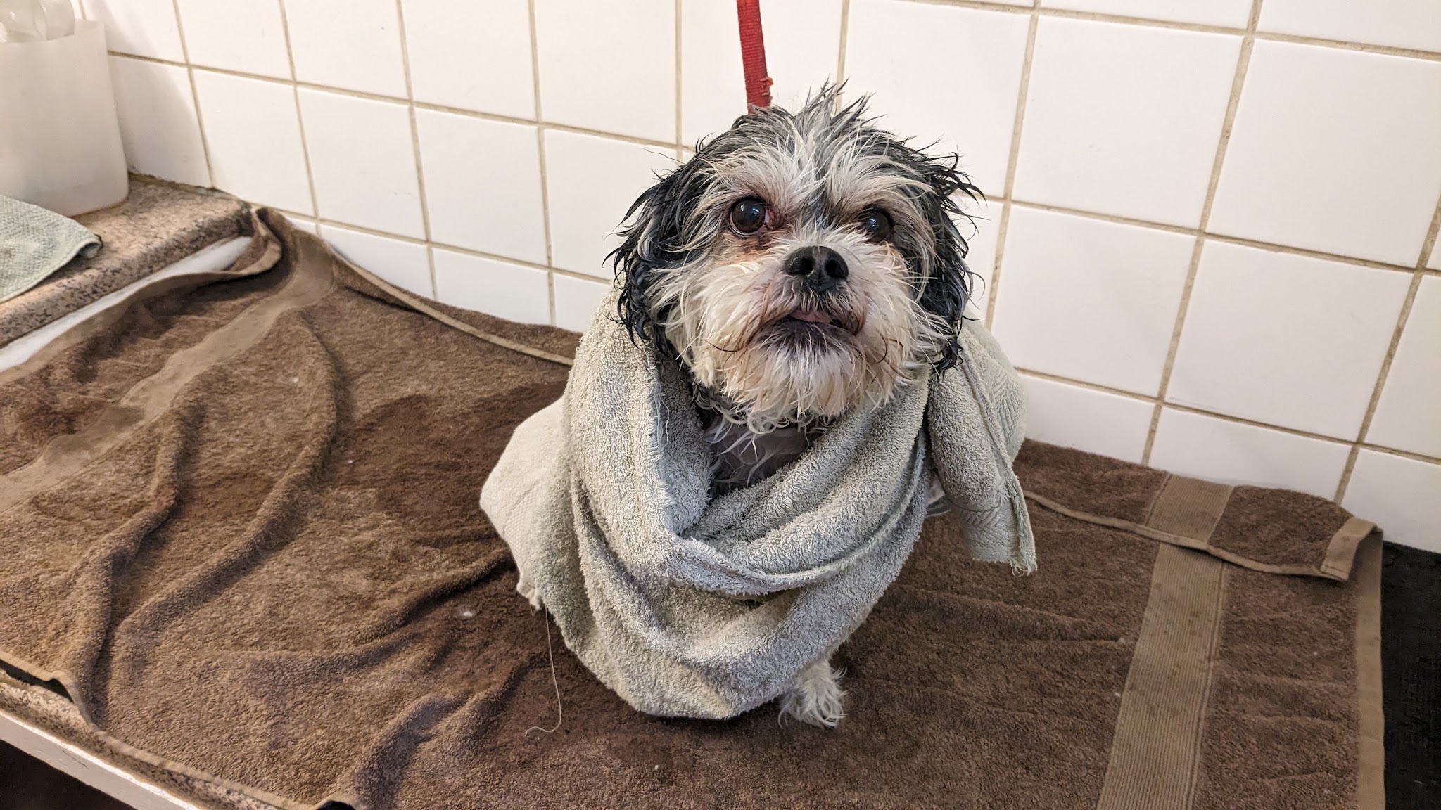 A small dog wrapped in a towel after a bath in the tiled wash area