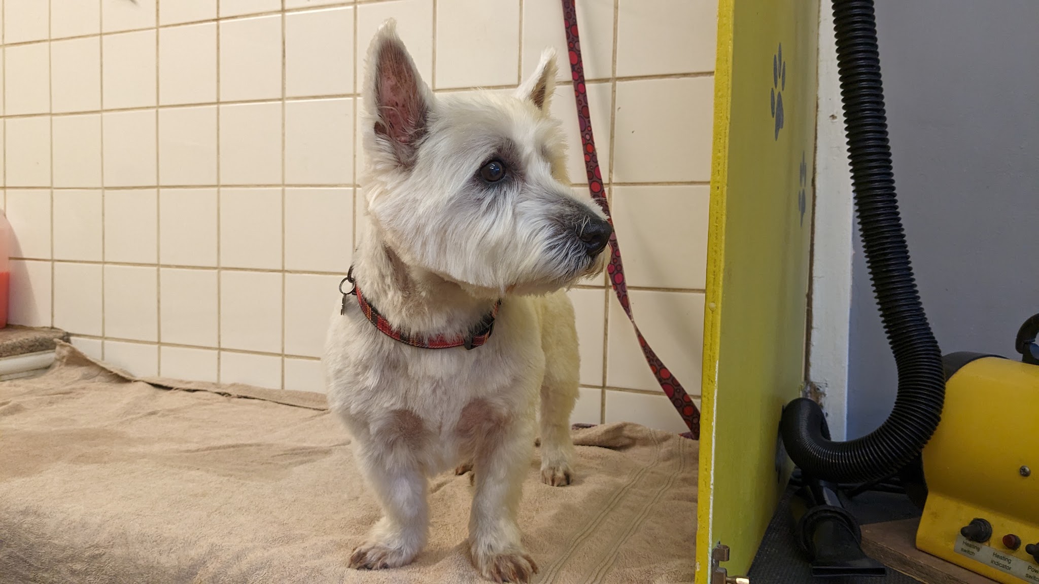 A white terrier standing on a towel in the wash area, dryer to one side