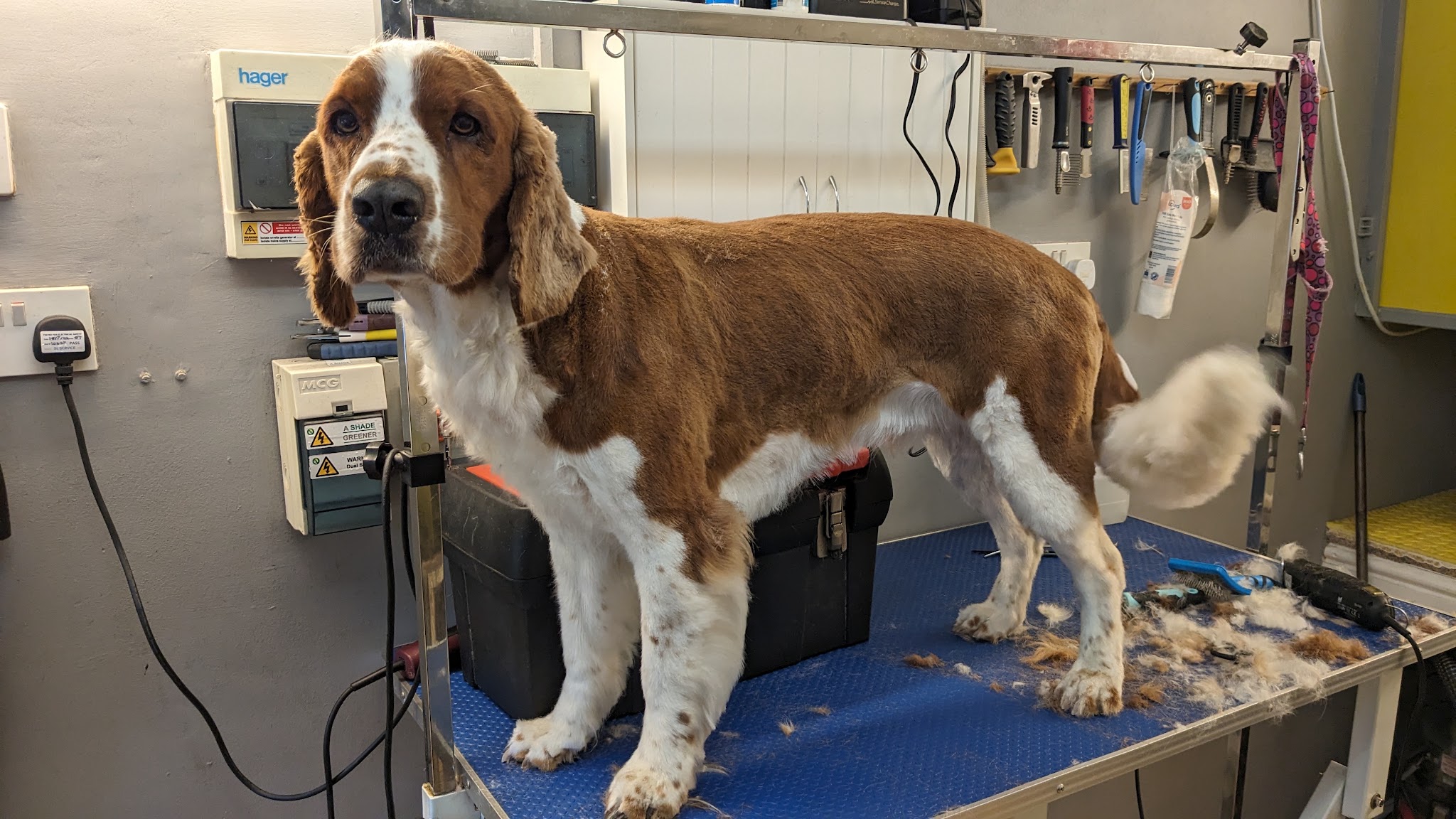 A red and white springer spaniel standing on the blue grooming table after a trim