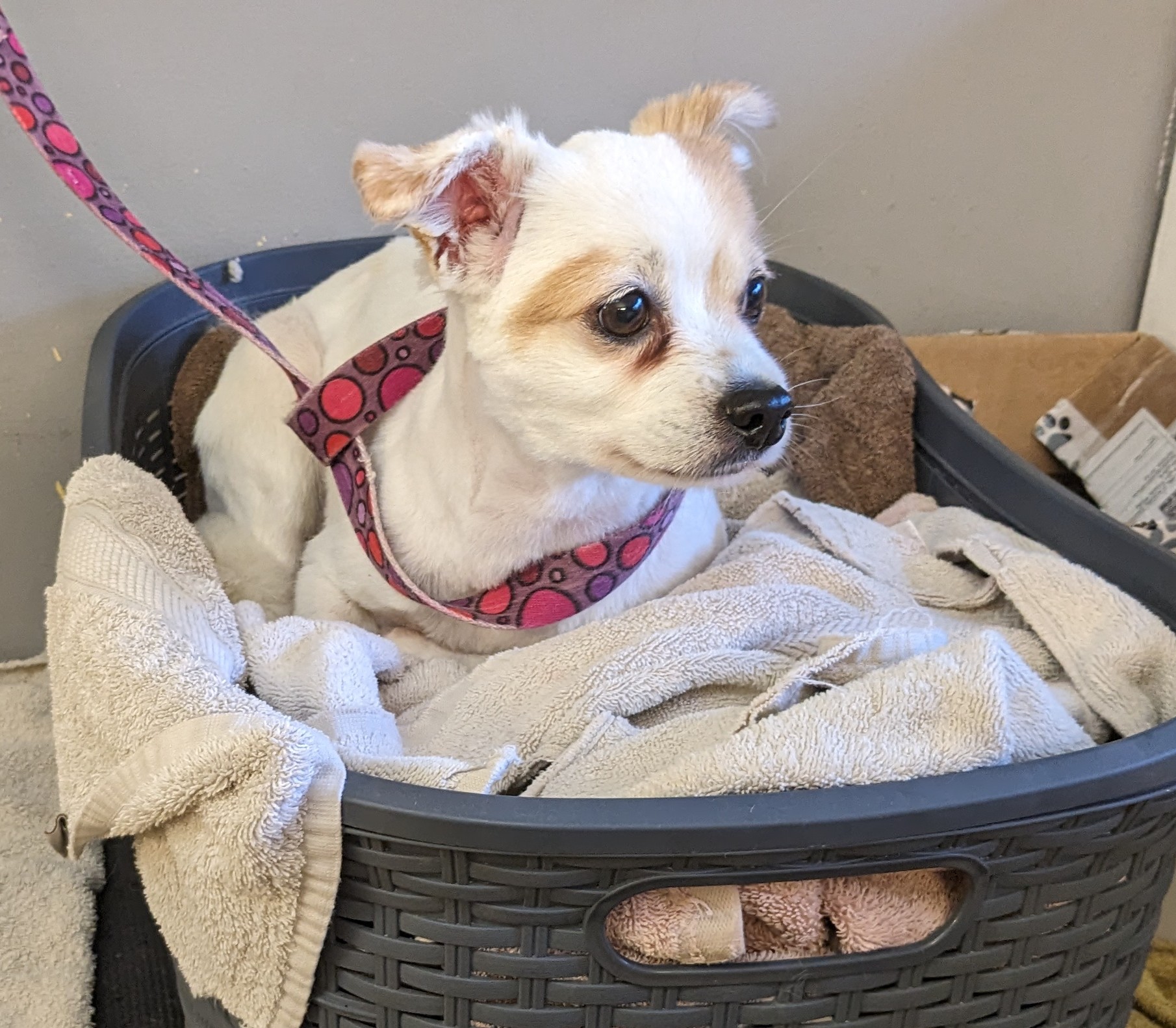 A small white and tan dog with a pink lead resting in a basket of towels