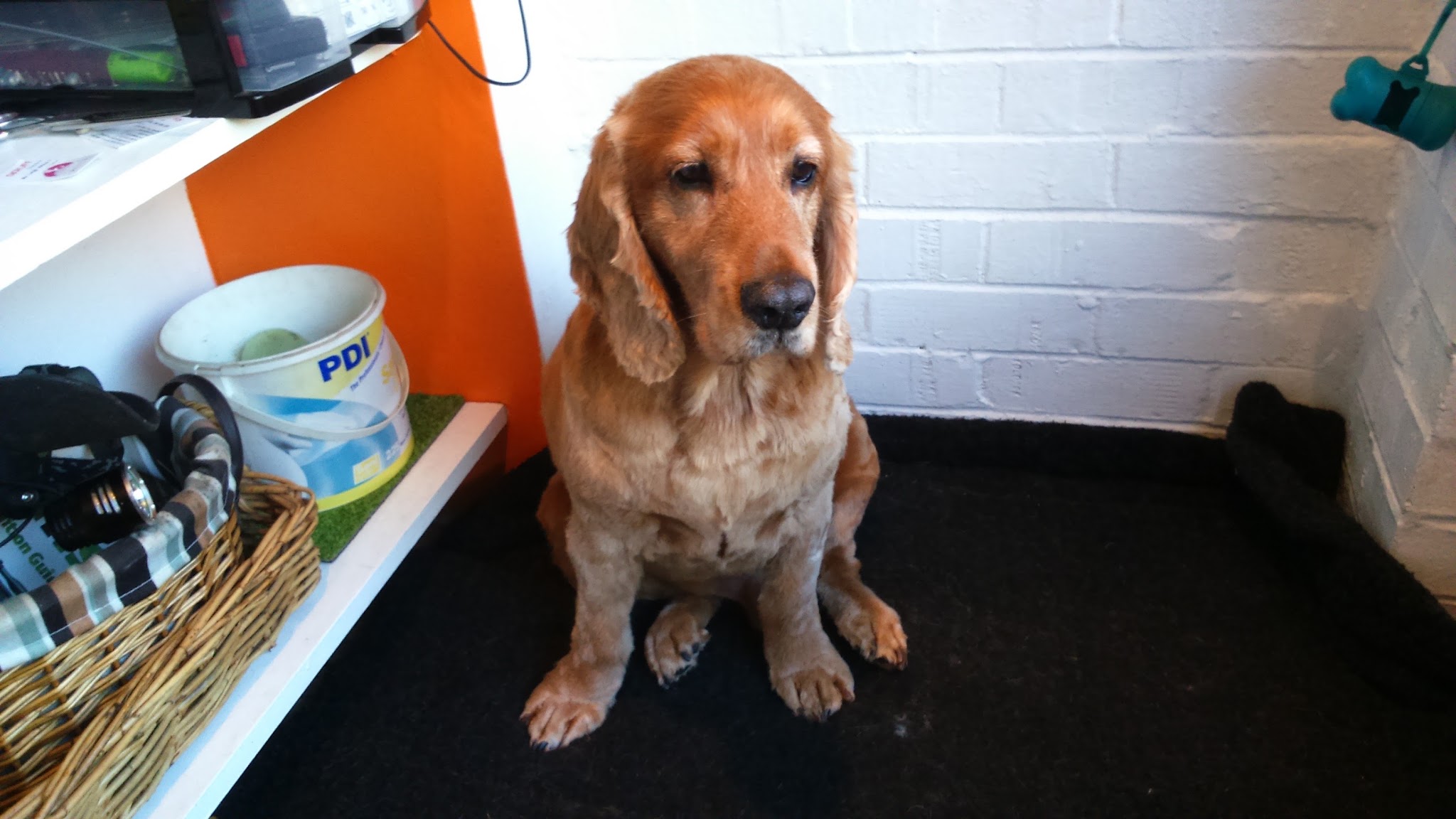 A golden cocker spaniel sitting on the black mat in front of the orange salon wall