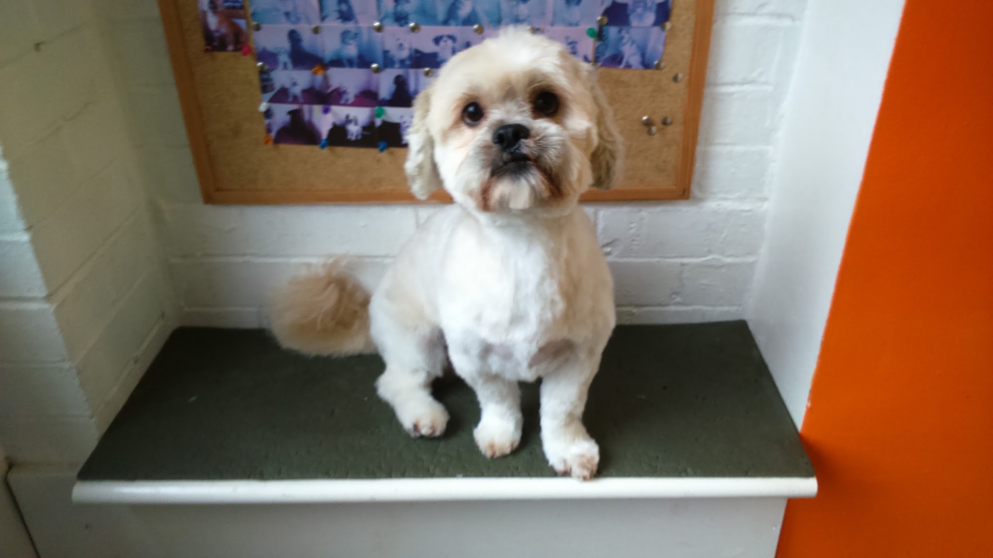A freshly clipped cream dog sitting on a bench against the orange and white brick salon wall