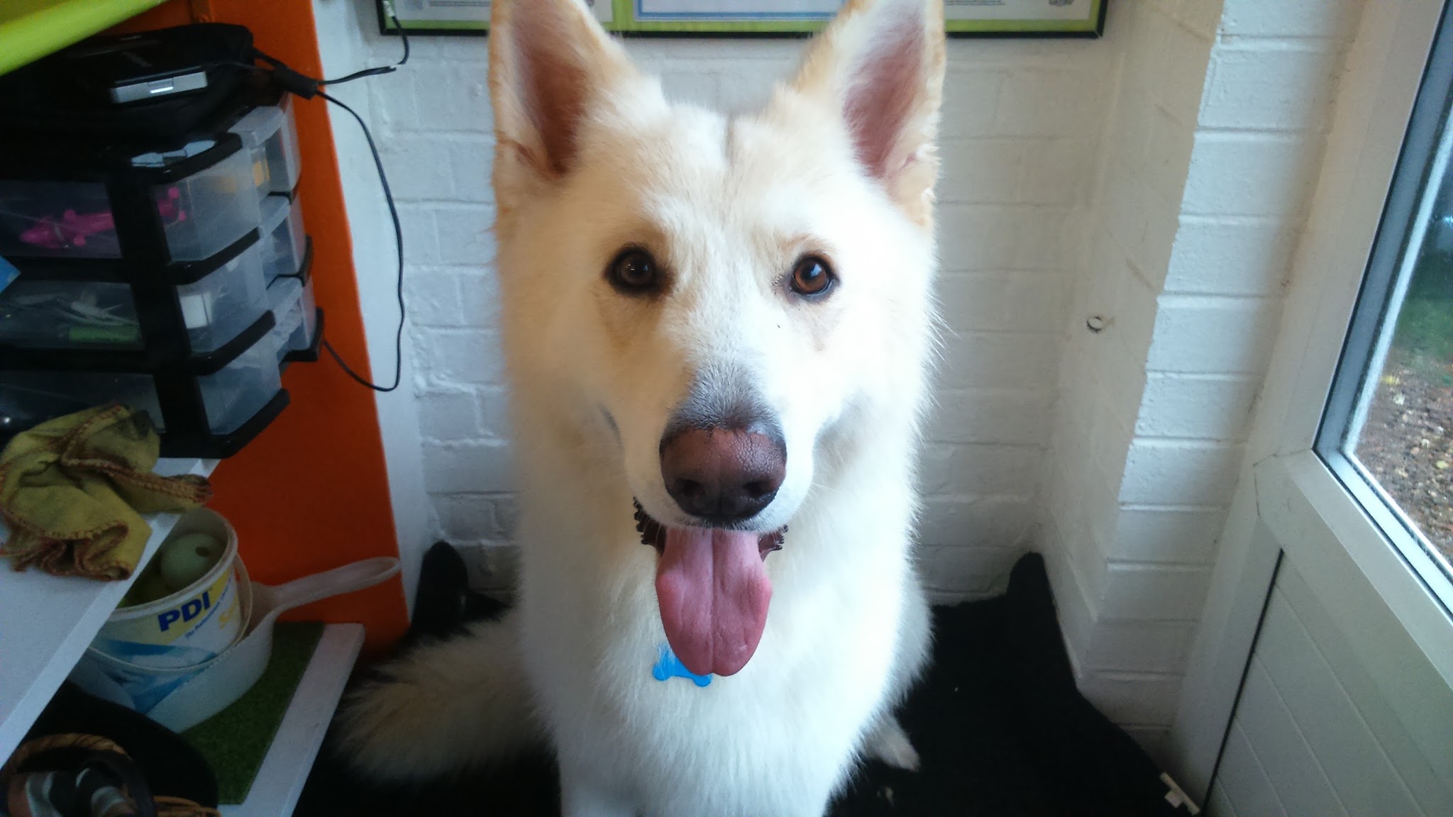 A fluffy white dog smiling at the camera in the salon
