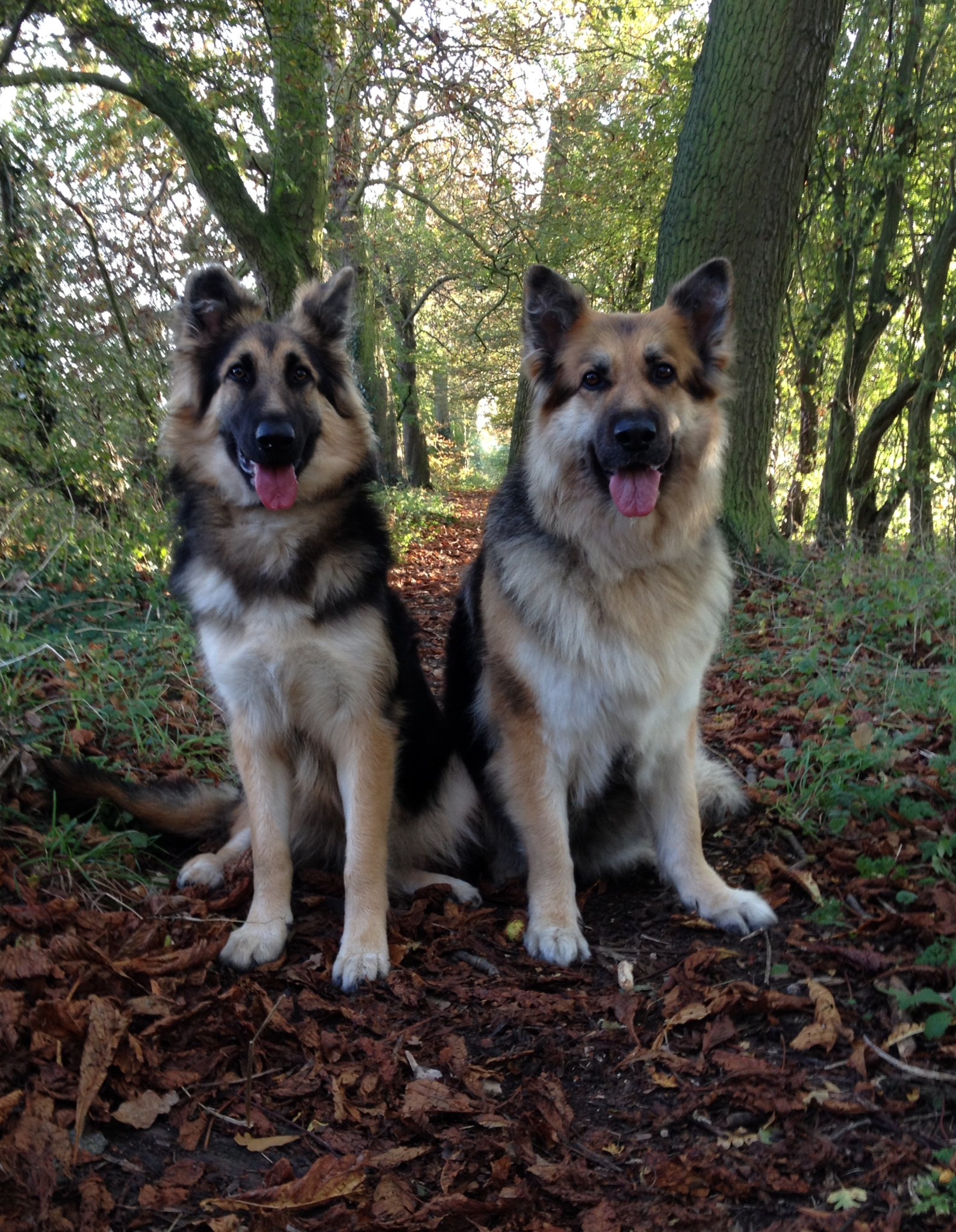 Two German Shepherds sitting together in autumn woodland