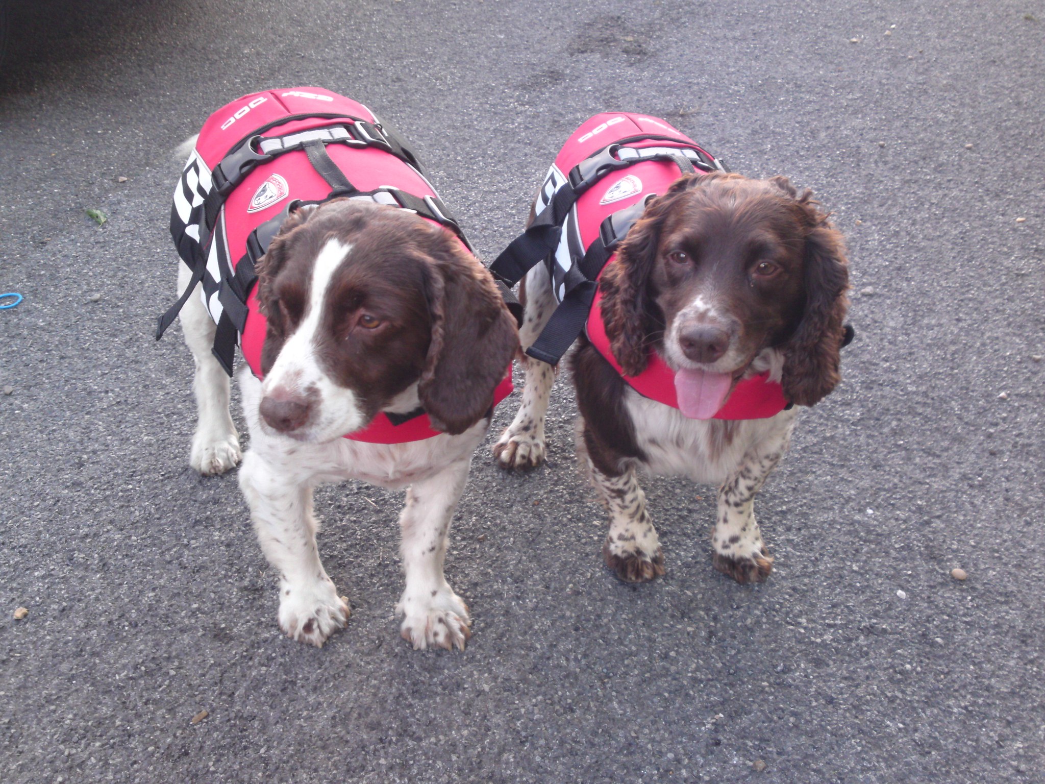 Two spaniels in red dog jackets outside
