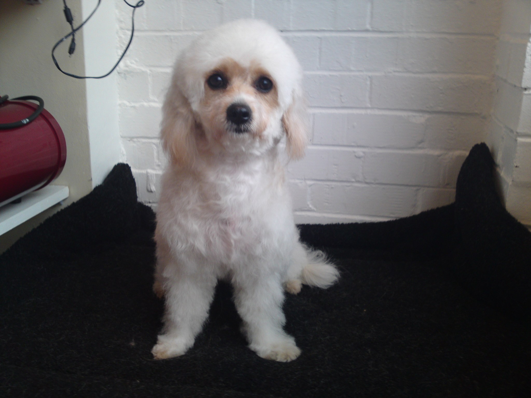 A freshly groomed cream dog sitting on the mat