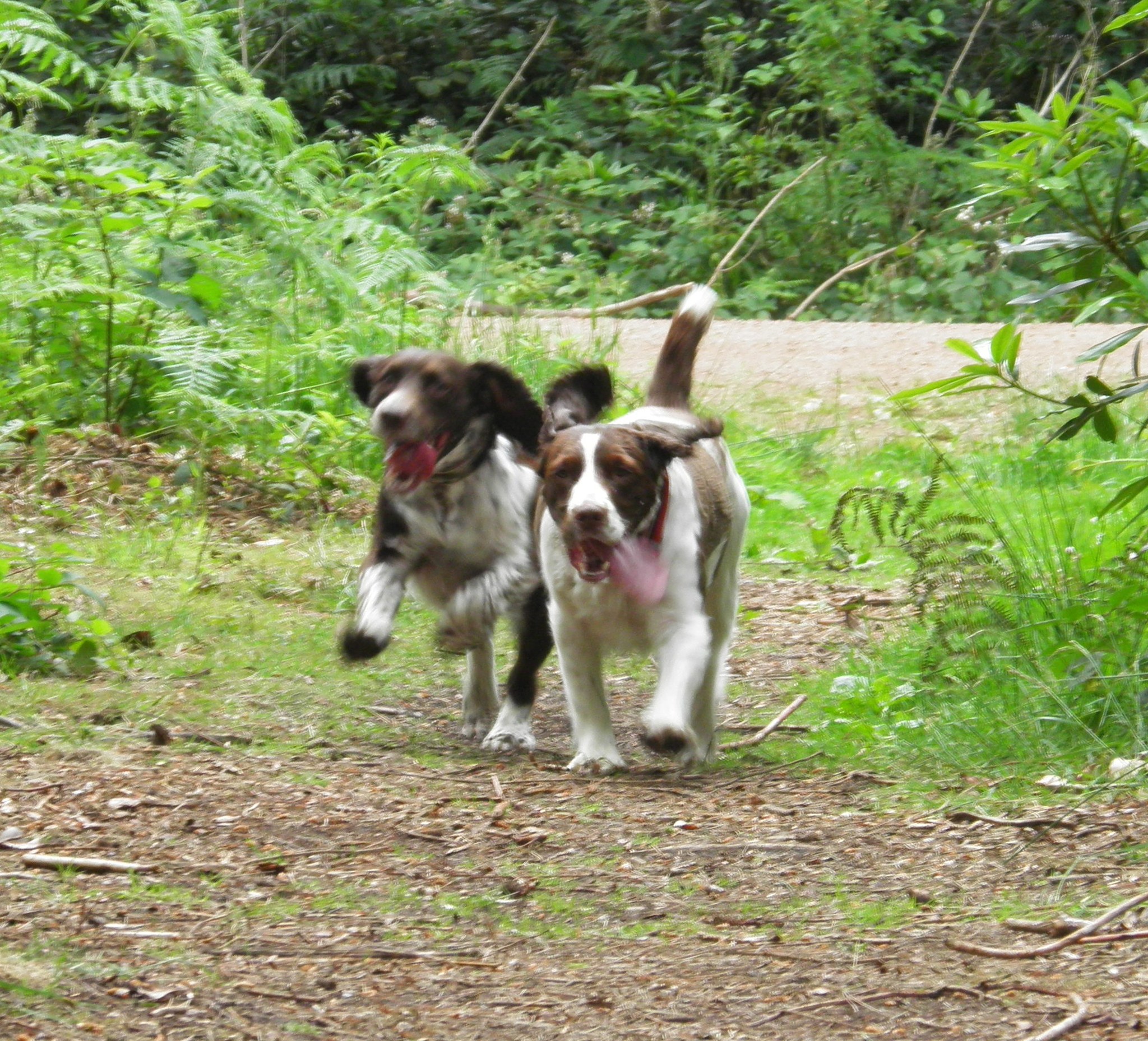 Two springer spaniels running along a woodland path