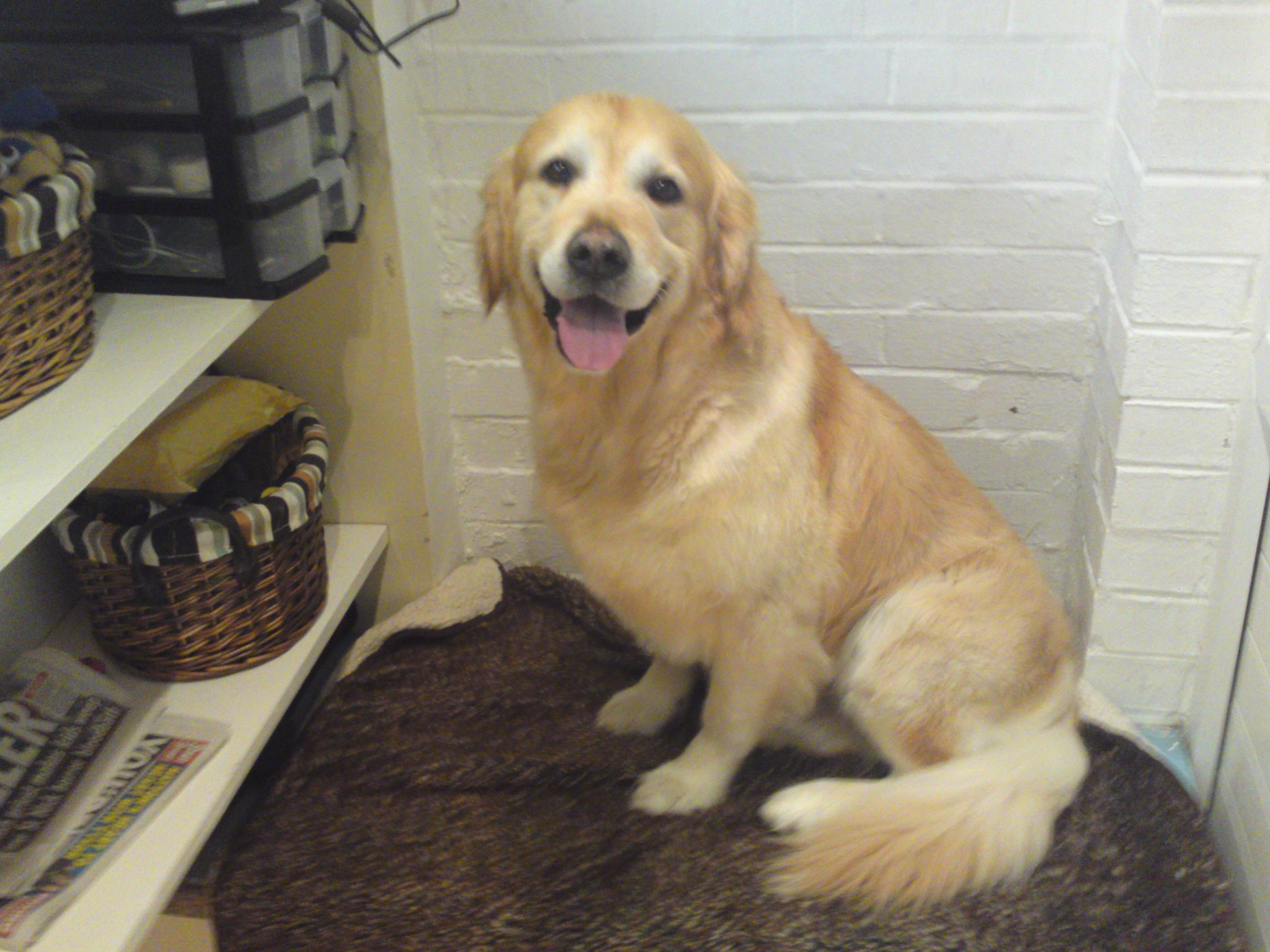 A golden retriever sitting in the salon after a groom