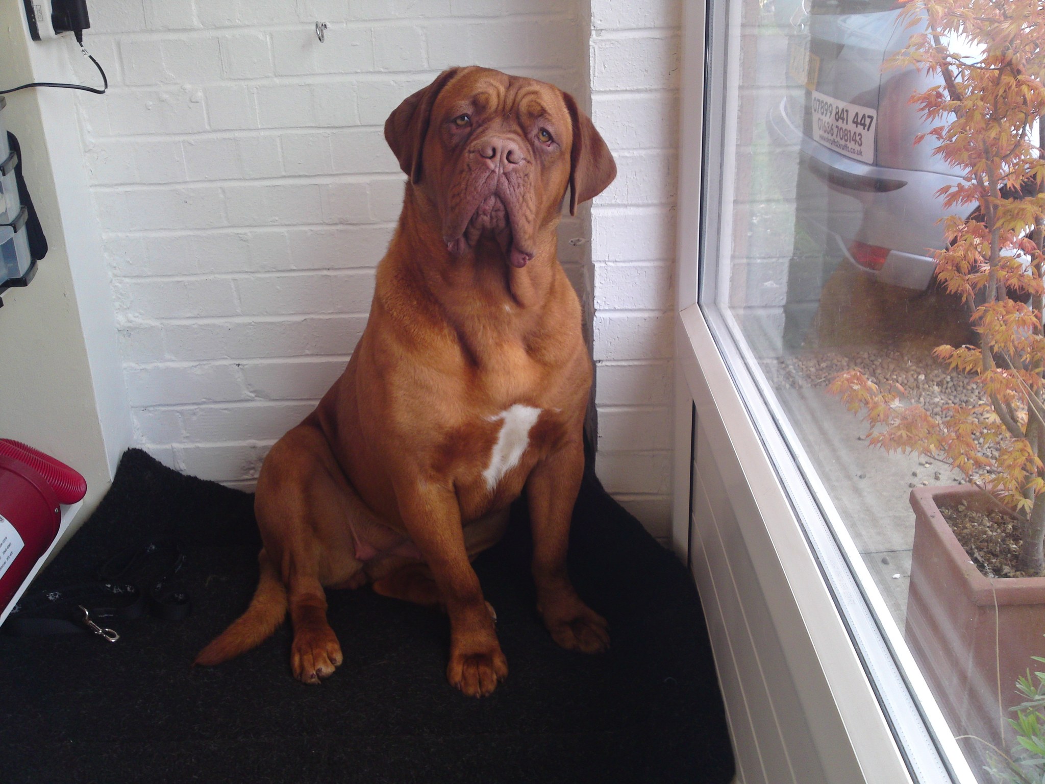 A Dogue de Bordeaux sitting on the mat by the salon window