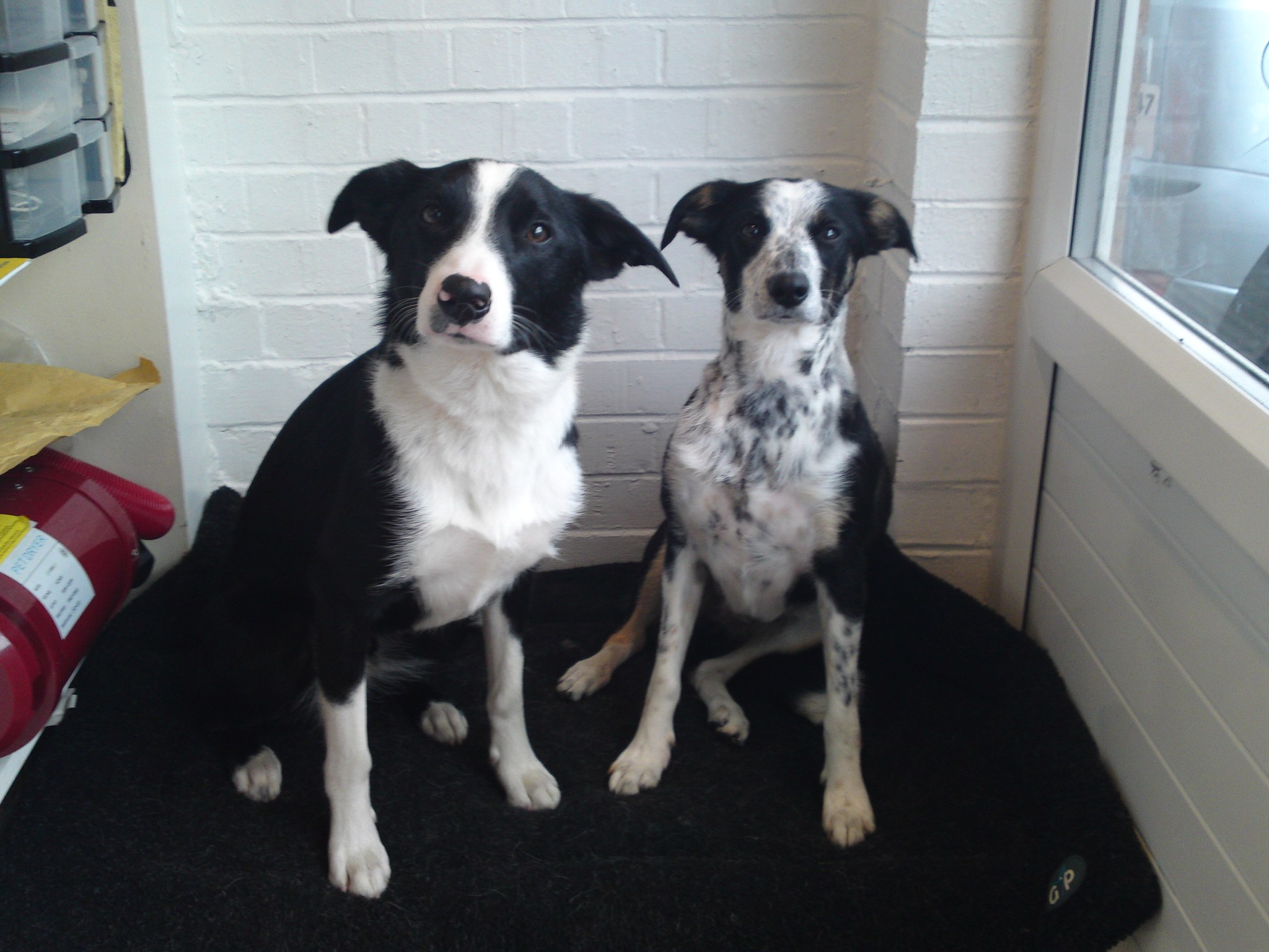 Two collies sitting side by side in the salon