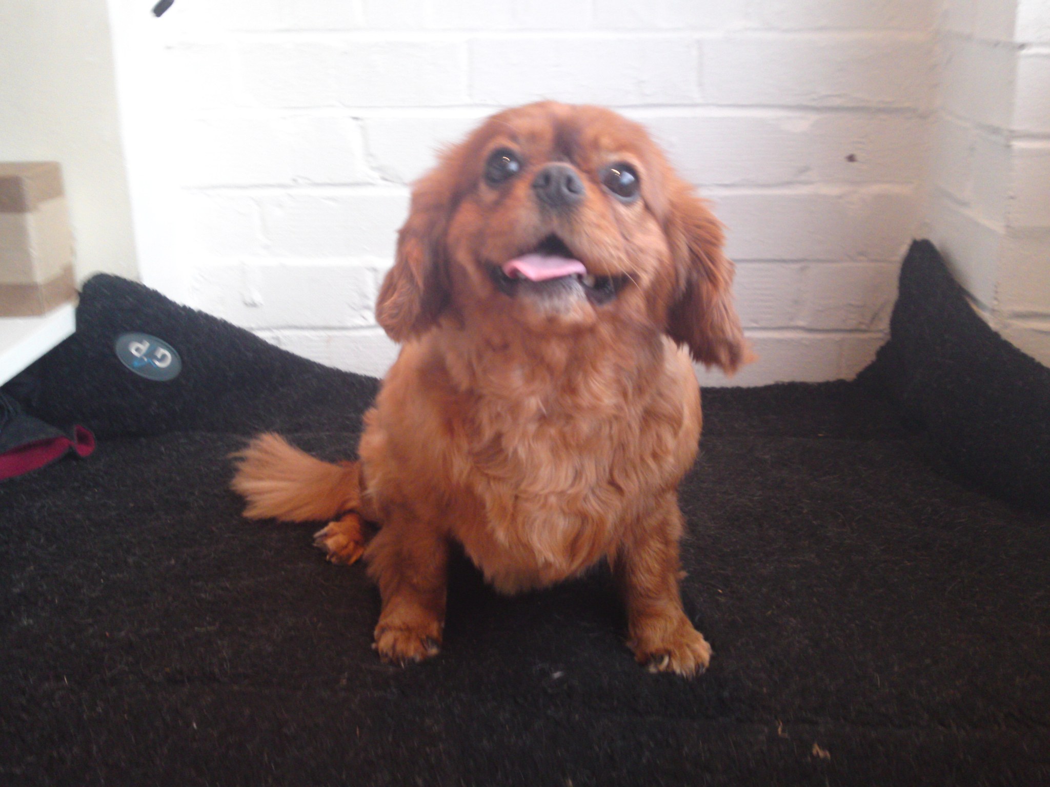 A ruby Cavalier King Charles spaniel on the black mat