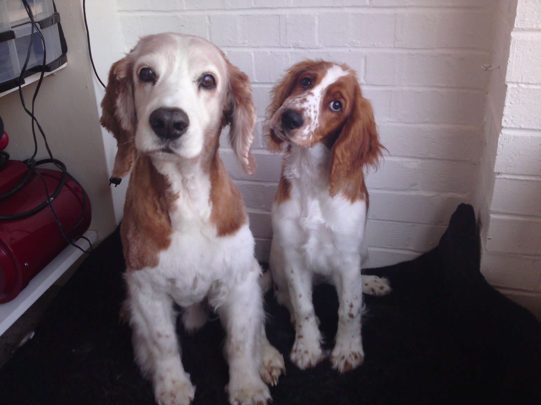 Two Welsh springer spaniels sitting together in the salon