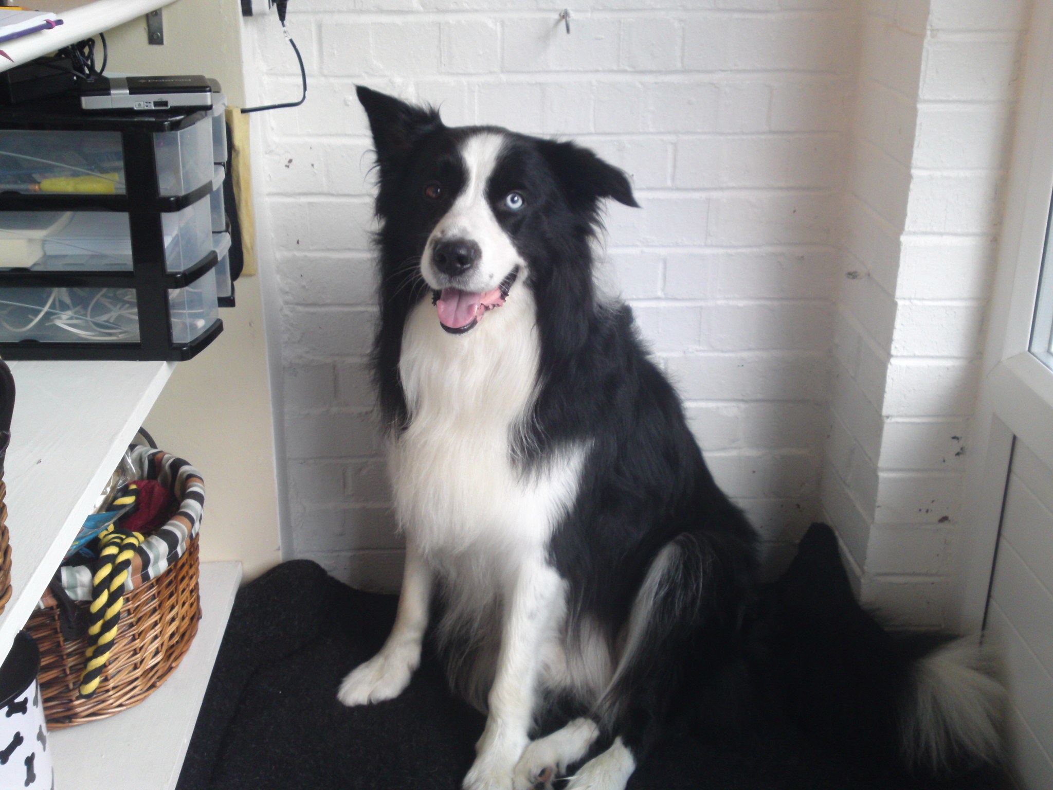 A border collie sitting in the salon